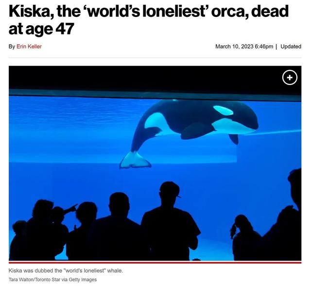 “世界上最孤独的鲸”去世，享年47岁，曾育5个“孩子”但全都夭折-1