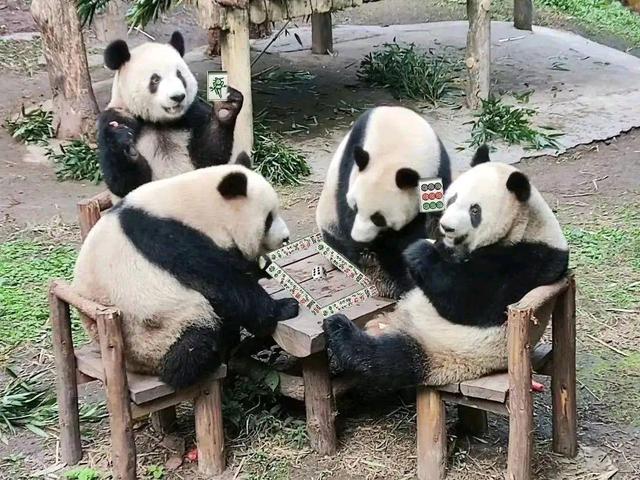 四川，四只大熊猫凑一桌像在打麻将，网友：一方水土养一方熊猫！-1
