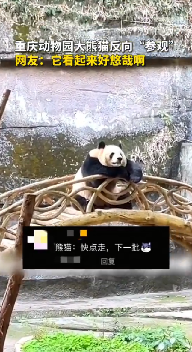 重庆动物园大熊猫反向参观游客