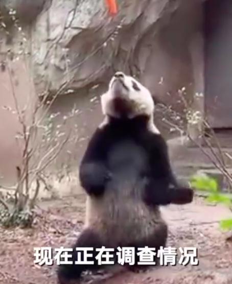 官方证实大熊猫“宝新”已去世：死因正在调查-1
