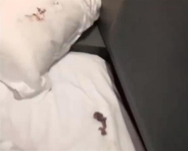 男子住酒店，枕头下竟有一窝小老鼠！被恶心到睡不着