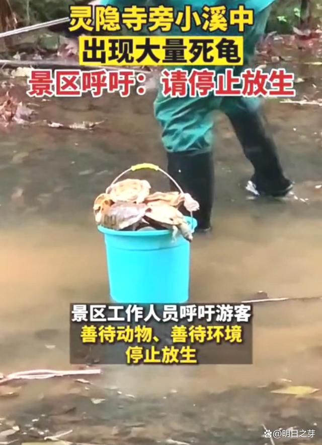 杭州灵隐寺旁小溪中大量放生乌龟死亡，放生不等于慈悲