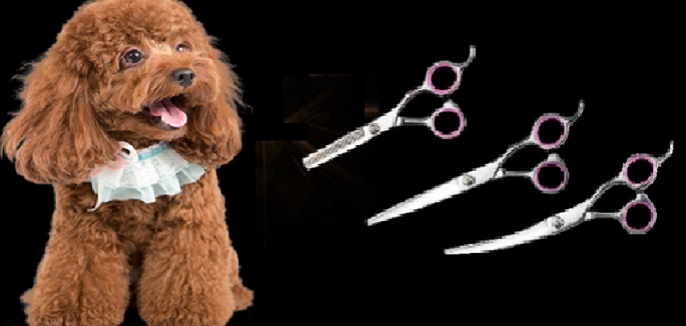 泰迪狗剪毛推子剪子哪种好用（泰迪剪毛是用推子好还是用剪刀好）