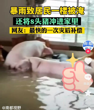 住户一楼被水淹 竟还冲来8只肥猪-3