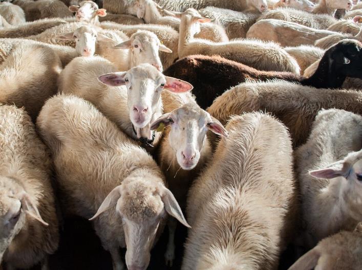 【养50只羊成本和利润】养羊50只一年赚多少钱？养羊成本及回本分析