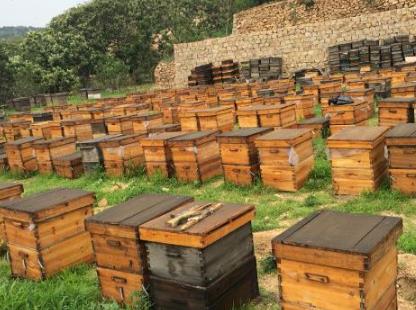 农村养殖业：蜜蜂养殖成为亮点（蜜蜂养殖前景如何）